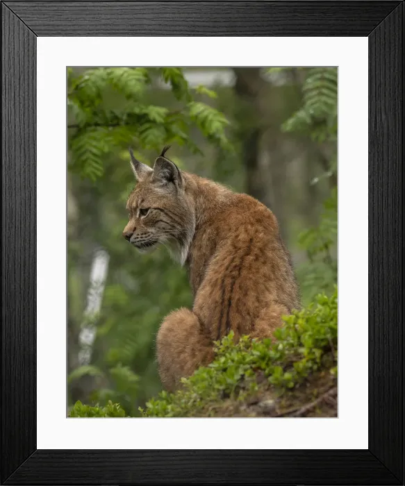 Framed Print : RBG18-4281 Framed Print : RBG18-4281