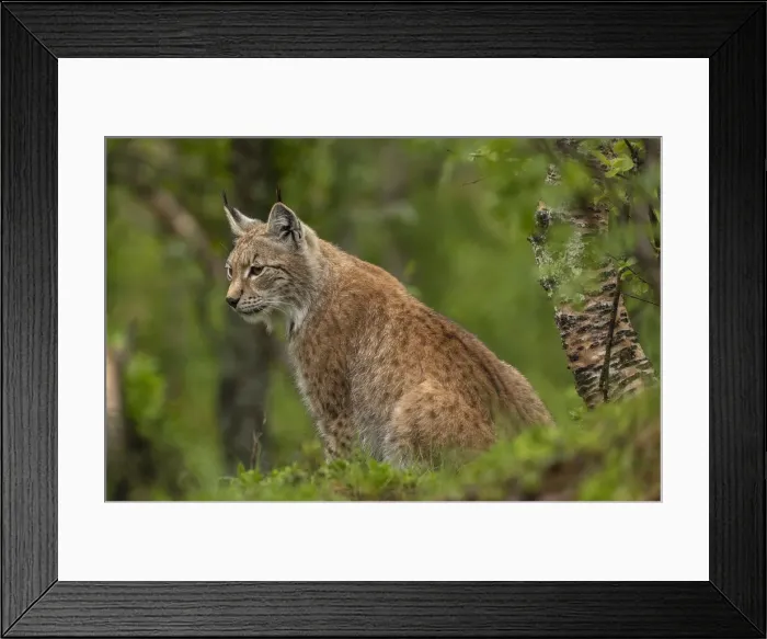 Framed Print : RBG18-4306