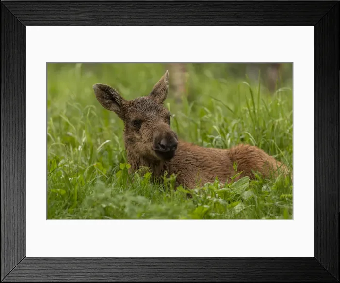 Framed Print : RBG18-4356 Framed Print : RBG18-4356