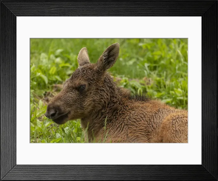Framed Print : RBG18-4359