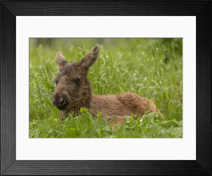 Framed Print : RBG18-4402 Framed Print : RBG18-4402
