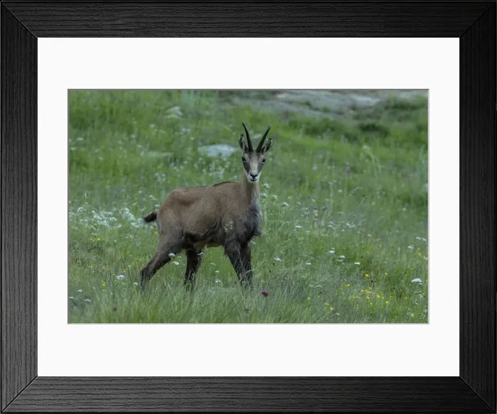 Framed Print : RBG18-5181 Framed Print : RBG18-5181