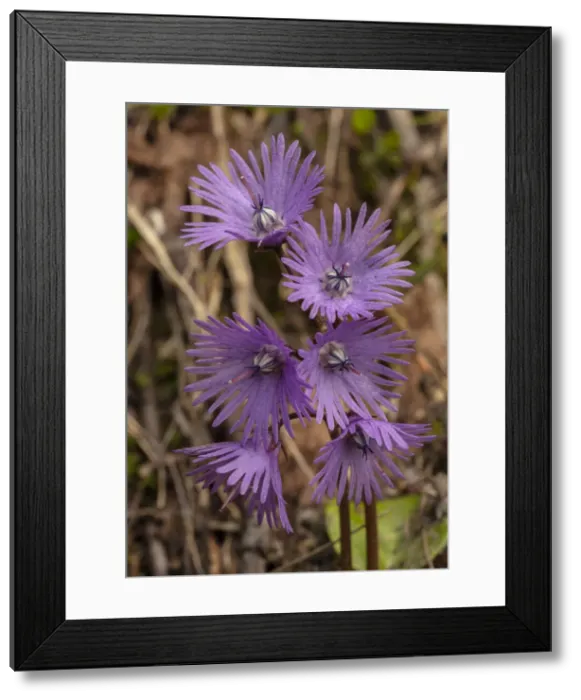 Framed Print : RBG18-5571 Framed Print : RBG18-5571