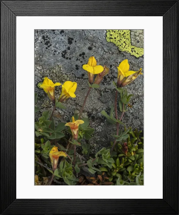 Framed Print : RBG18-5643 Framed Print : RBG18-5643