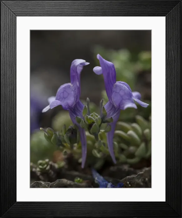Framed Print : RBG18-5679 Framed Print : RBG18-5679