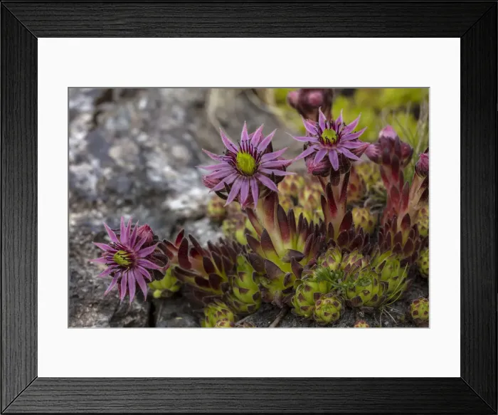 Framed Print : RBG18-5925 Framed Print : RBG18-5925