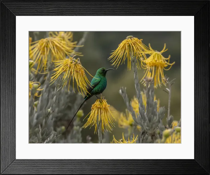 Framed Print : RBG18-6393 Framed Print : RBG18-6393