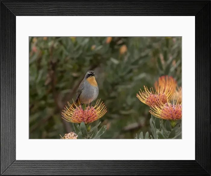 Framed Print : RBG18-6407 Framed Print : RBG18-6407