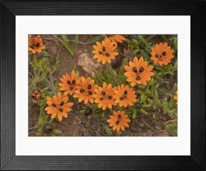 Framed Print : RBG18-6703