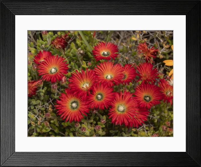 Framed Print : RBG18-7016 Framed Print : RBG18-7016