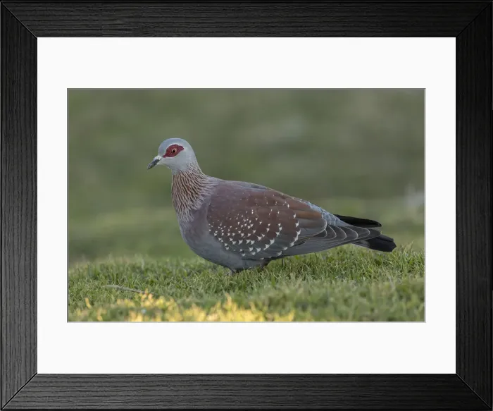 Framed Print : RBG18-7176 Framed Print : RBG18-7176