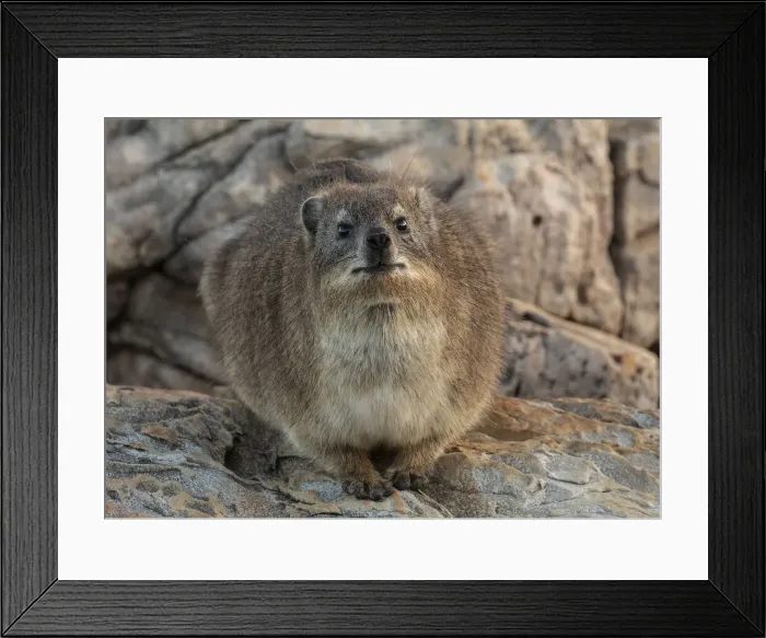 Framed Print : RBG18-7205 Framed Print : RBG18-7205