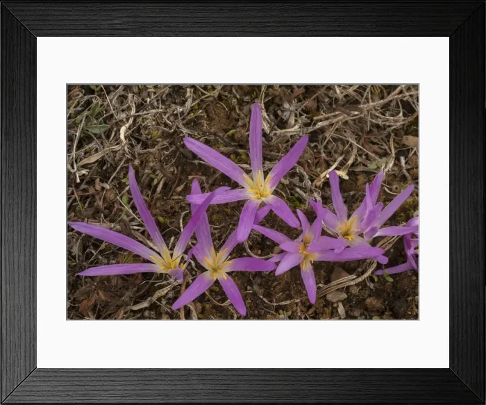 Framed Print : RBG18-7936 Framed Print : RBG18-7936