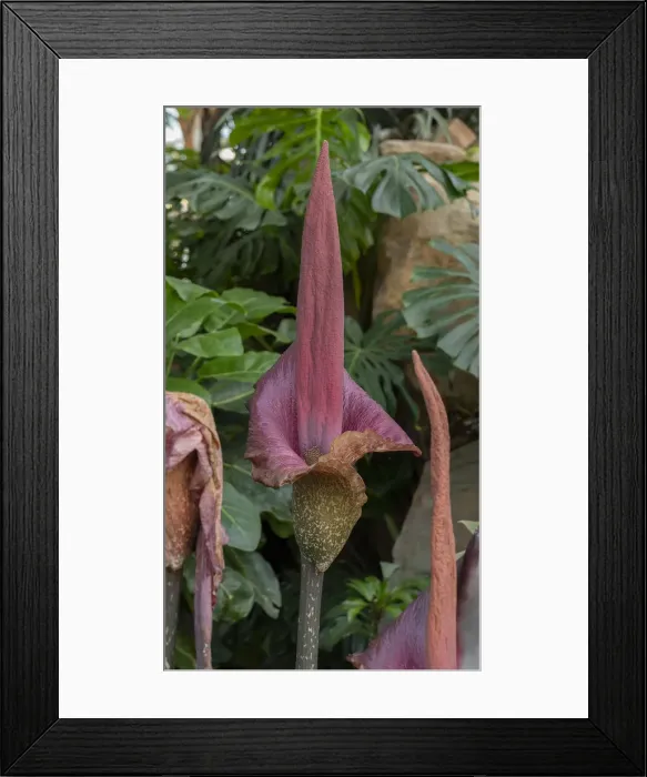 Framed Print : RBG19-01679 Framed Print : RBG19-01679