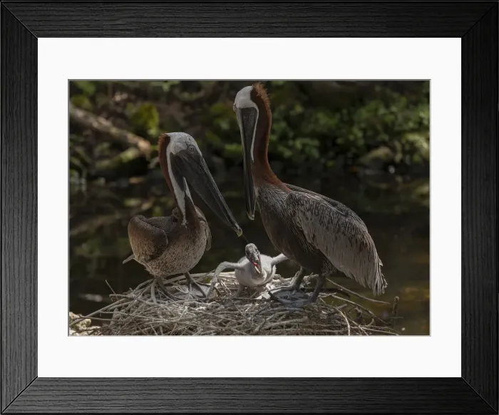 Framed Print : RBG19-01804 Framed Print : RBG19-01804
