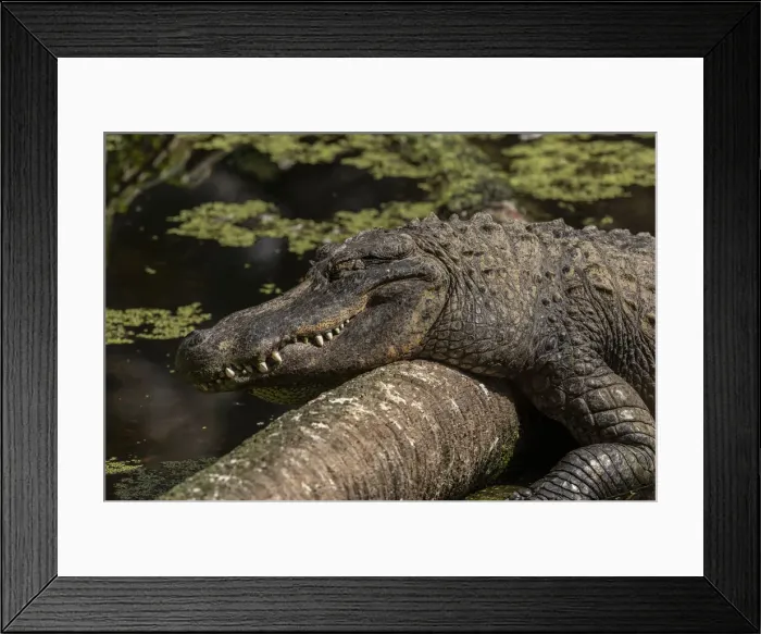 Framed Print : RBG19-01824 Framed Print : RBG19-01824