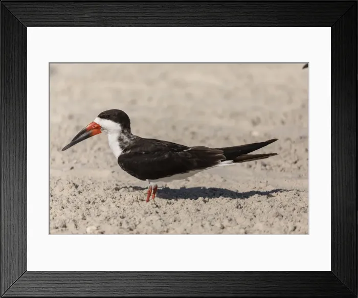 Framed Print : RBG19-01837 Framed Print : RBG19-01837