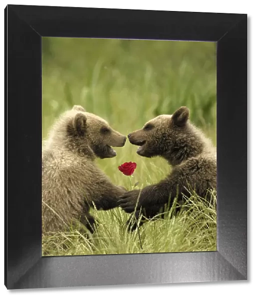 SM-1943. European Brown Bear - spring cubs smiling