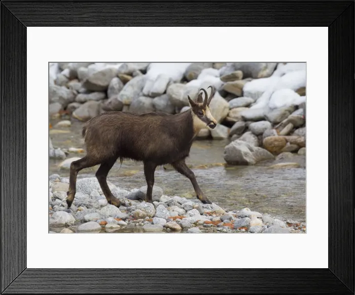 Framed Print : Chamois buck stream 01, S-E Arndt Framed Print : Chamois buck stream 01, S-E Arndt