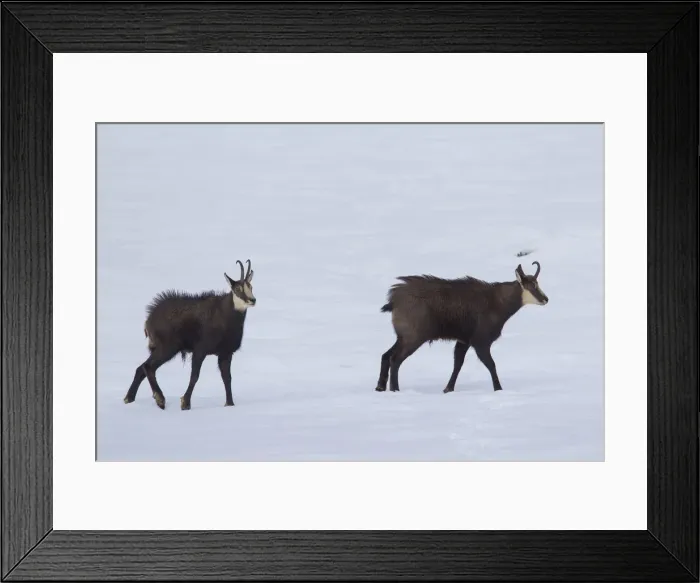 Framed Print : Chamois bucks duel 01, S-E Arndt Framed Print : Chamois bucks duel 01, S-E Arndt