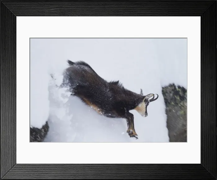 Framed Print : Chamois jump winter 02, S-E Arndt Framed Print : Chamois jump winter 02, S-E Arndt