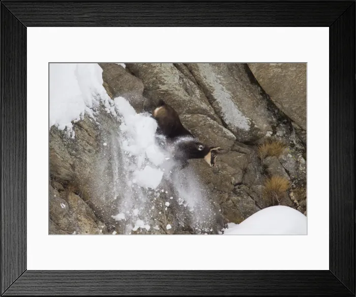Framed Print : Chamois jump winter 06, S-E Arndt Framed Print : Chamois jump winter 06, S-E Arndt