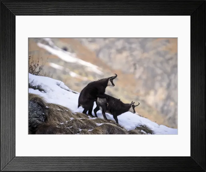 Framed Print : Chamois mating 01, S-E Arndt Framed Print : Chamois mating 01, S-E Arndt