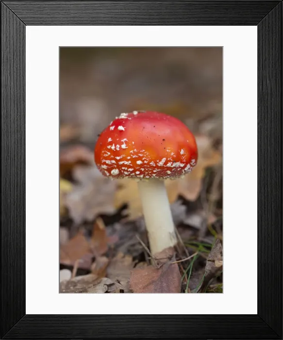 Framed Print : Fly Agaric 12, S-E Arndt Framed Print : Fly Agaric 12, S-E Arndt