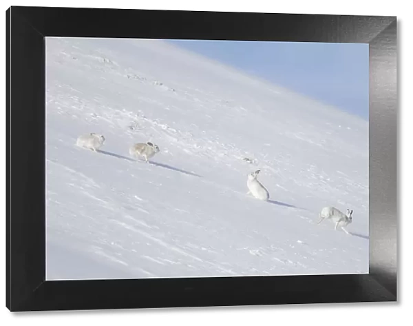 Mountain Hares winter 02, S-E Arndt