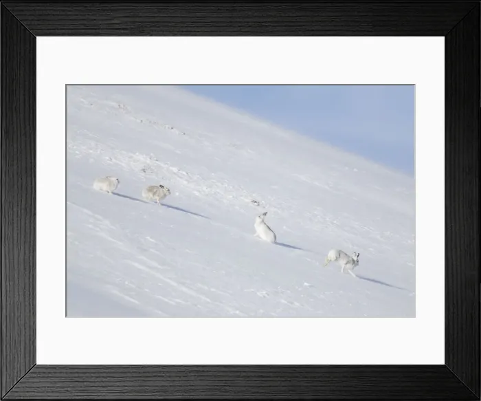 Framed Print : Mountain Hares winter 02, S-E Arndt Framed Print : Mountain Hares winter 02, S-E Arndt
