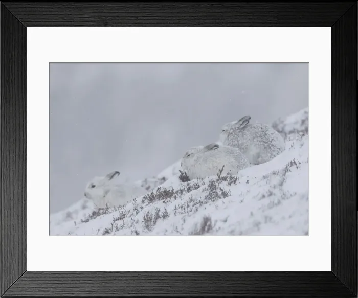 Framed Print : Mountain Hares winter 05, S-E Arndt Framed Print : Mountain Hares winter 05, S-E Arndt