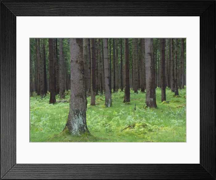 Framed Print : Norway Spruce trunks 02, S-E Arndt Framed Print : Norway Spruce trunks 02, S-E Arndt