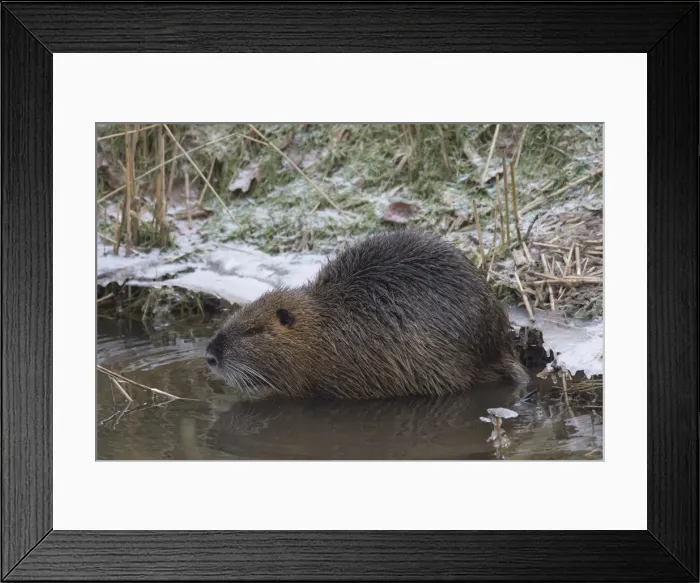 Framed Print : Nutria winter 01. S-E Arndt Framed Print : Nutria winter 01. S-E Arndt