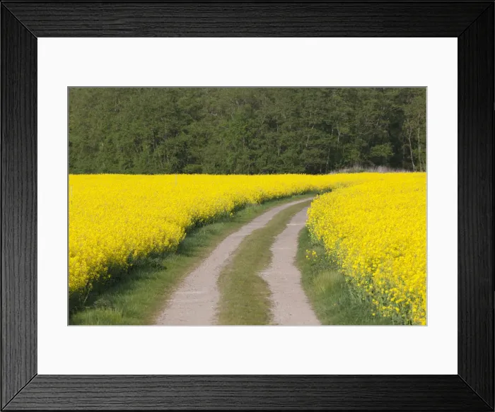 Framed Print : Rape field road 01, S-E Arndt Framed Print : Rape field road 01, S-E Arndt