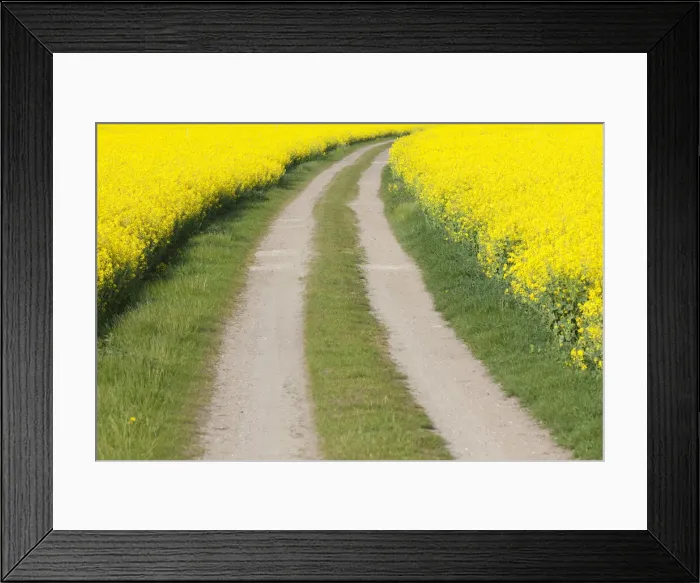 Framed Print : Rape field road 03, S-E Arndt Framed Print : Rape field road 03, S-E Arndt