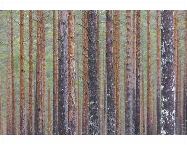 Scots Pine forest 62, S-E Arndt