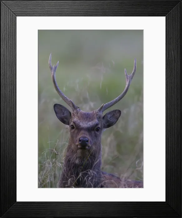 Framed Print : Sika Deer stag portraet 08, S-E Arndt Framed Print : Sika Deer stag portraet 08, S-E Arndt