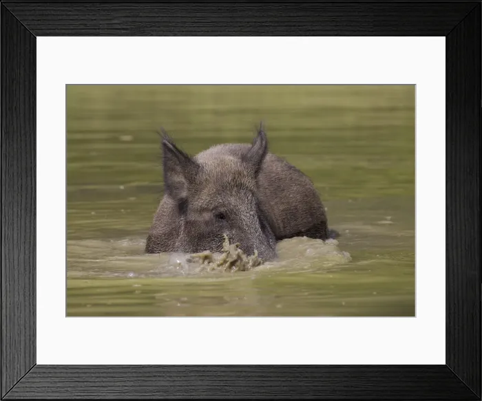 Framed Print : Wild boar sow water 25, S-E Arndt Framed Print : Wild boar sow water 25, S-E Arndt