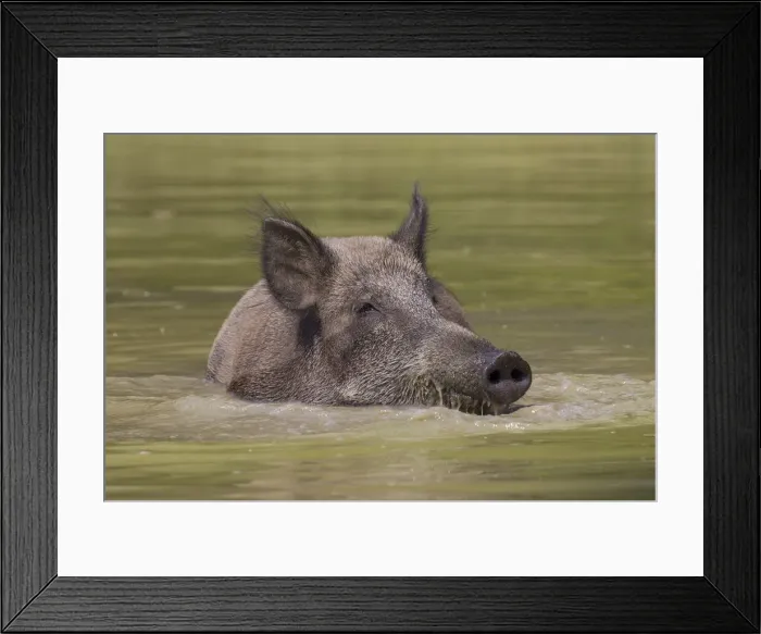 Framed Print : Wild boar sow water 26, S-E Arndt Framed Print : Wild boar sow water 26, S-E Arndt