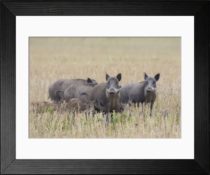 Framed Print : Wild boars crop 37, S-E Arndt Framed Print : Wild boars crop 37, S-E Arndt