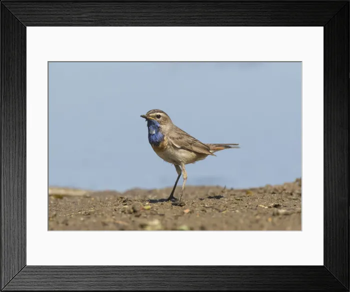 Framed Print : Bluethroat 58, S-E Arndt Framed Print : Bluethroat 58, S-E Arndt