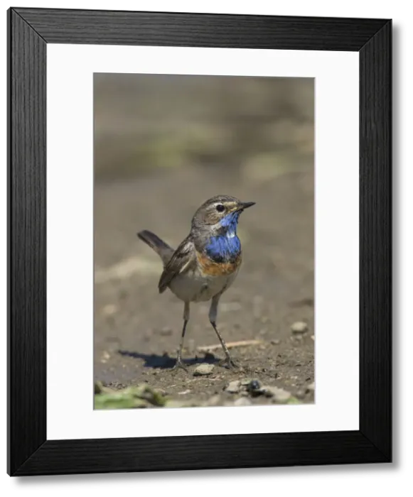 Framed Print : Bluethroat 59, S-E Arndt Framed Print : Bluethroat 59, S-E Arndt