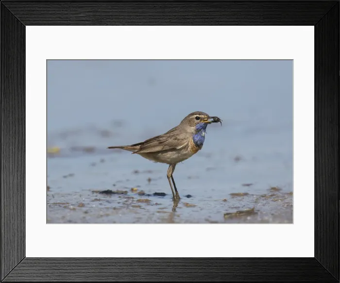 Framed Print : Bluethroat 60, S-E Arndt Framed Print : Bluethroat 60, S-E Arndt