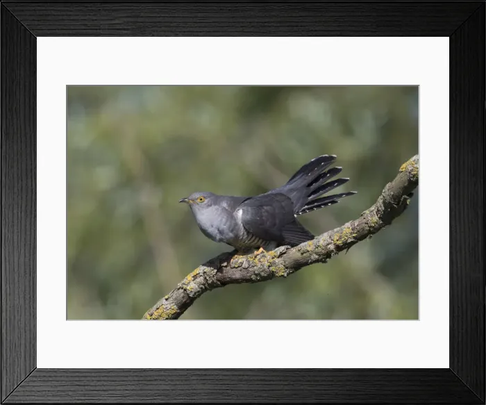 Framed Print : Cuckatoo 16, S-E Arndt Framed Print : Cuckatoo 16, S-E Arndt