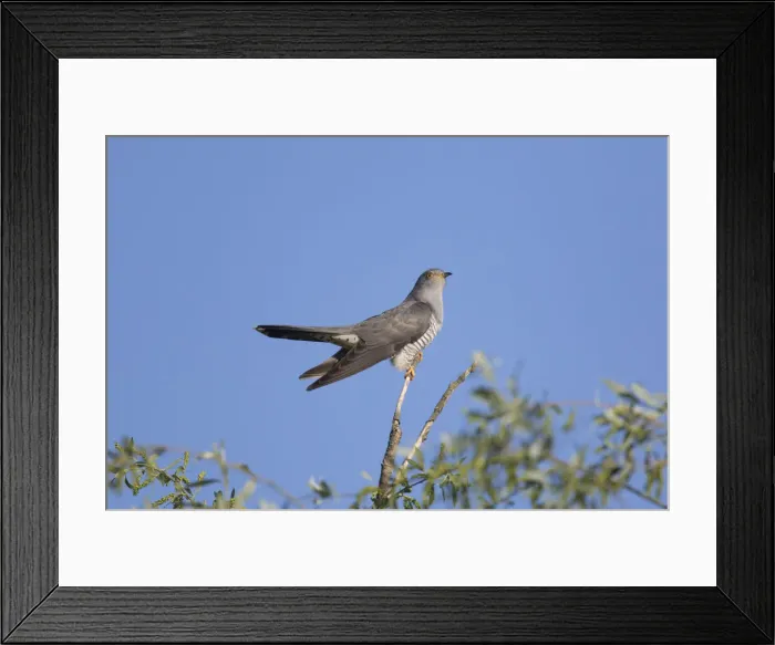 Framed Print : Cuckatoo 20, S-E Arndt Framed Print : Cuckatoo 20, S-E Arndt