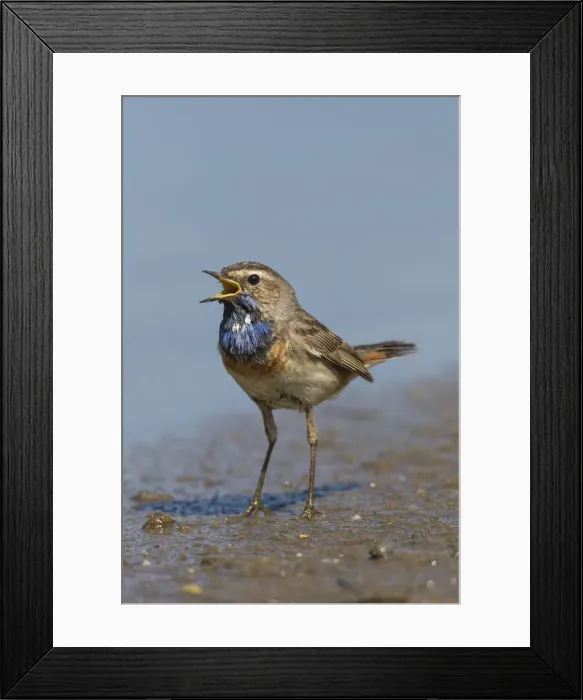 Framed Print : Bluethroat 63, S-E Arndt Framed Print : Bluethroat 63, S-E Arndt