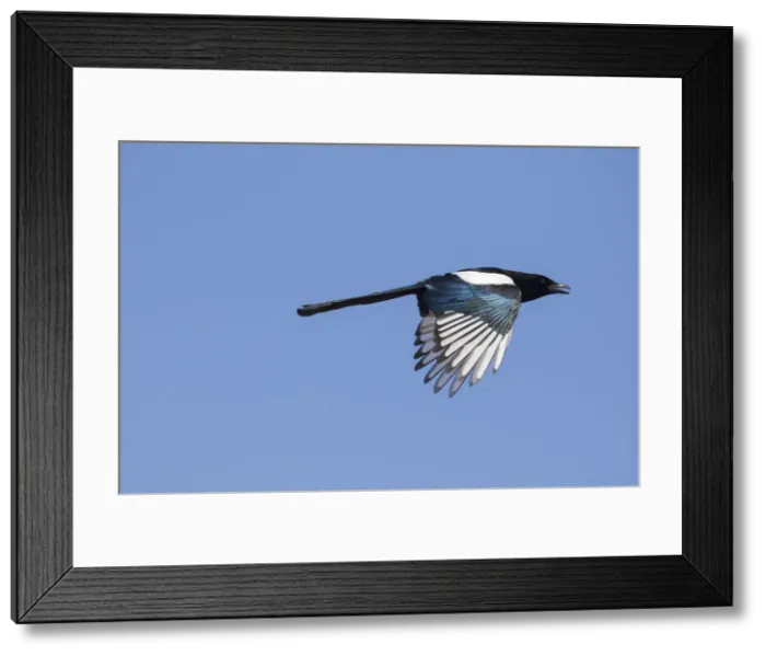 Framed Print : Magpie flight 09, S-E Arndt Framed Print : Magpie flight 09, S-E Arndt