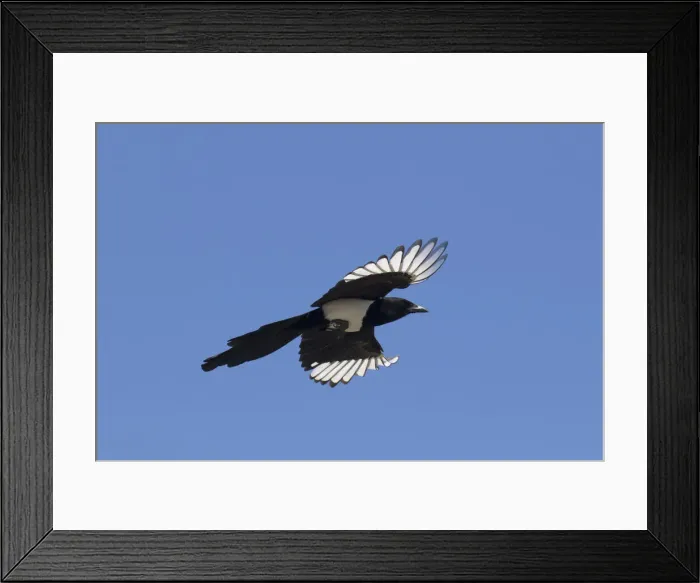 Framed Print : Magpie flight 14, S-E Arndt Framed Print : Magpie flight 14, S-E Arndt
