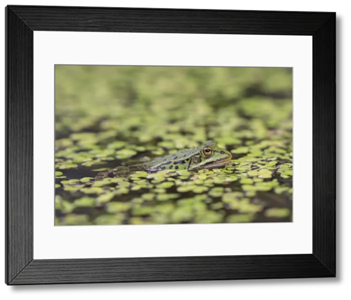 Framed Print : European Edible Frog 29, S-E Arndt Framed Print : European Edible Frog 29, S-E Arndt