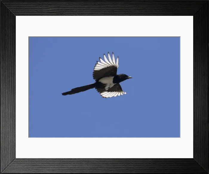 Framed Print : Magpie flight 16, S-E Arndt Framed Print : Magpie flight 16, S-E Arndt
